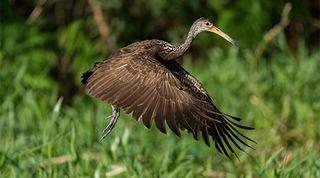 Medium sized brown bird with long neck and beak beginning to take off from green grass